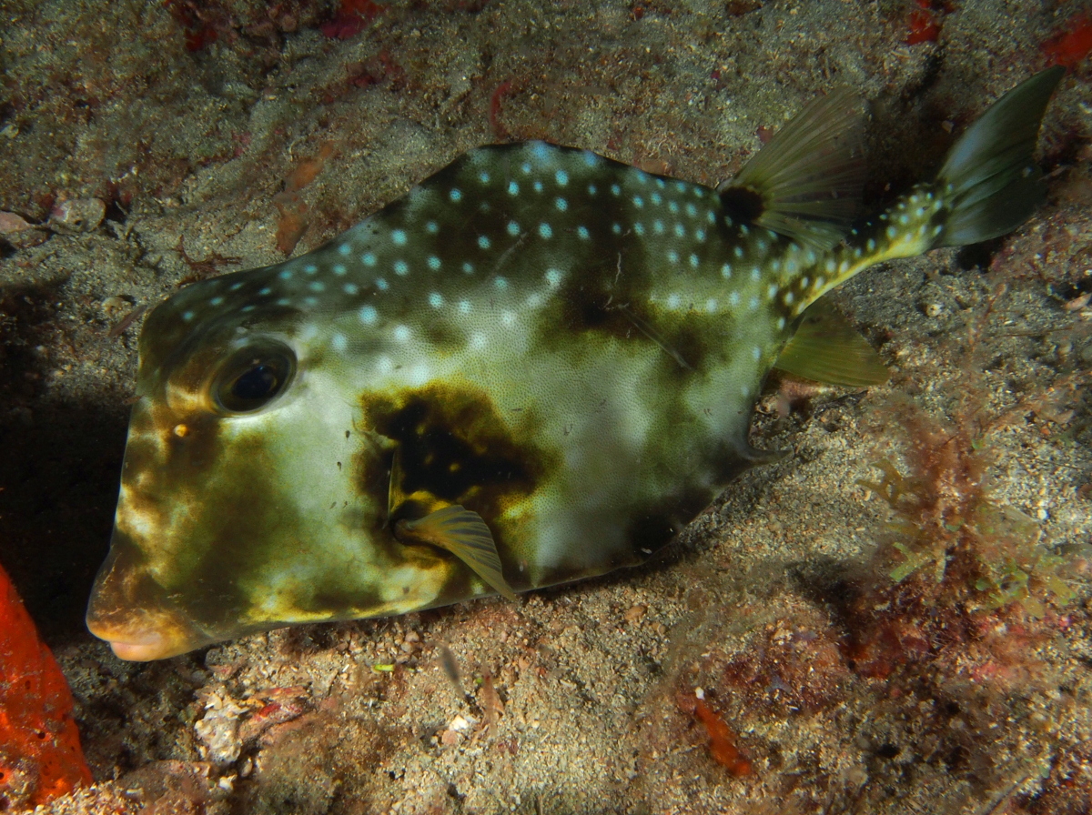 Buffalo Trunkfish